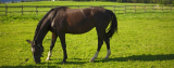 Horseback riding
