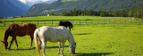 Horseback riding